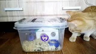 Кот охотится за хомяком /The cat is hunting for a hamster 貓