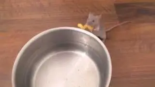 mouse helps with cooking: putting the noodles into the water
