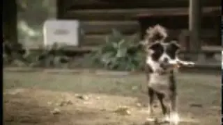 Banned Commercial - Bud Light - Good Dog