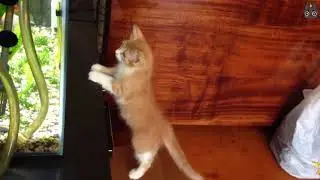 Cats vs Fish! (A Compilation)