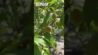 Догляд за персиком, поради від DUNGER