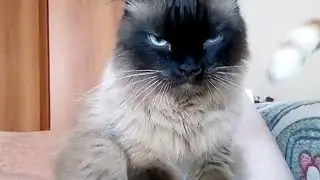 суровый кот массажист
