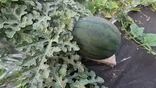 Выращивание арбузов в средней полосе, Нижегородская область, 23 июля 2023 год
