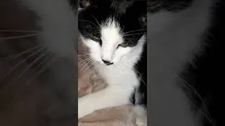 КОТ И ЛАСКА!!!
