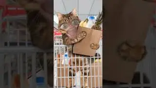 Котик в супермаркете поёт песенку 
