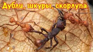 The Ants. Возврат дублей