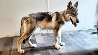 Meet Garen the 80% wolfdog puppy who just joined our pack!