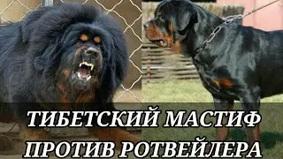 Кто сильнее!Тибетский мастиф против ротвейлера.//Батл собак//(ANIMALS BATTLE BIT)