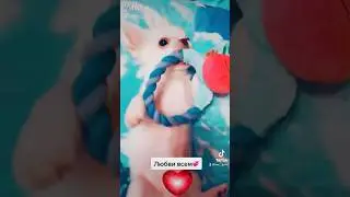 #тикток #рек #чихуахуа