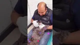 Dog Teeth Cleaning