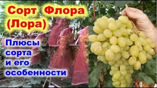Characteristics of the Flora (Laura) grape variety