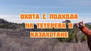 Охота на тетерева с подхода в Восточном Казахстане
