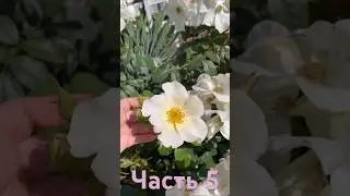 Ч.5 Обзор роз с названиями #огород #рекомендации #обзор #розы #саженцы #распаковка #капельныйполив