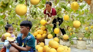 Harvesting melons to sell at the market | Cooking with Hieu & Thu at the farm