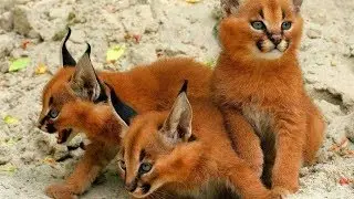 14 RAREST Cat Breeds In The World!
