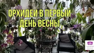 ОРХИДЕИ в первый день весны🌷