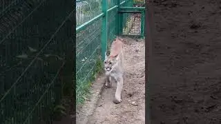 КАК ПУМА ЖДЁТ КИПЕРОВ! ❤️  