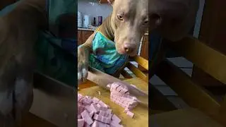 When your back hurts 🥺 #shorts #питбульджина #funnydogs