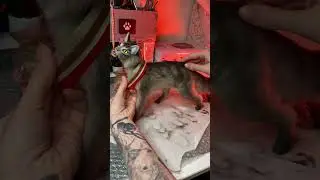 Все котики разные!!