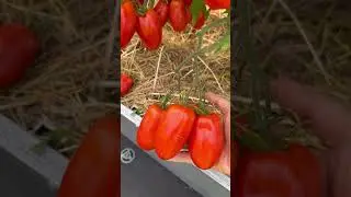 🍅 Фестиваль томатов на вашем участке! 