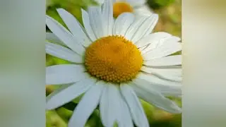 Sunny ✨ Пою на два голоса ✨