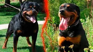 Who is better to take, a female or a male?