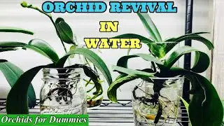 Orchid Care to Revive Sick Phalaenopsis in Water Culture