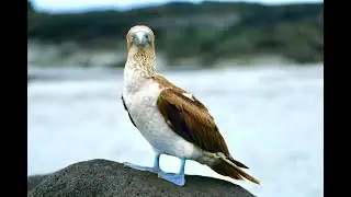 Galapagos Vögel - Birds - Pajaros