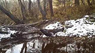 Глухарь 06 10 17, другой ракурс