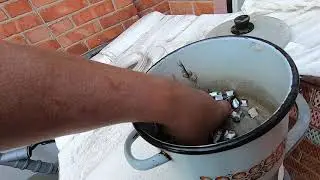 Африканский сом,кормим хамсой.