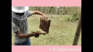 Honey bee farming assam nagaon #asmr#farming#New farming idea