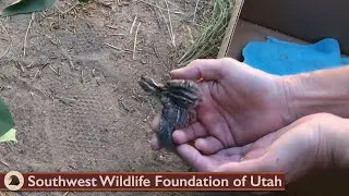 Young Little Birds Move Outside!
