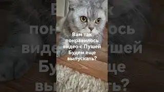 будем? пиши в комменты#пуша#звезда#пушакрутая