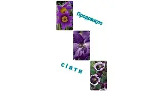 Сію 🥀,зокрема аквілегію, дельфініум, гібіскус...