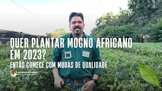 QUER PLANTAR MOGNO AFRICANO EM 2023? ENTÃO COMECE COMPRANDO MUDAS DE QUALIDADE