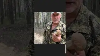 Белый гриб песочный в канаве !