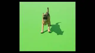 dog barking angry green screen