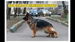 КАК ПОМЫТЬ НЕМЕЦКУЮ ОВЧАРКУ (ГРУМИНГ)