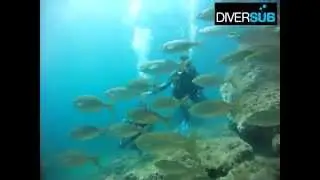 BATEIG DE SUBMARINISME AIDA I ALBERT