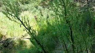 Любите тлю, и ваши плодовые будут вам благодарны