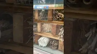 #homes #insects #bugs #bees #nest