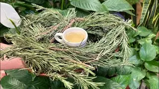 Para qué sirve el TÉ DE ROMERO y Cómo SE PREPARA | Platiquemos de eso EN VIVO