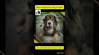 The Shocking Prices of Rare Dog Breeds in Kerala