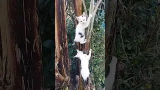 Kucing kembar..