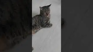 Получу зарплату #shorts #юмор #кот #фомина