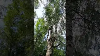 Семья белок живет в скворечнике 🐿