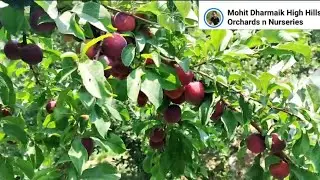 Plum varieties performance @7000fts #mohitdharmaik @letsgrowapple7038  #horticulture #Himachal