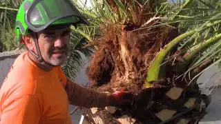 Cirugía por Picudo en Phoenix Canariensis