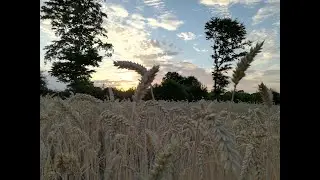 Das Feld ist reif zur Ernte