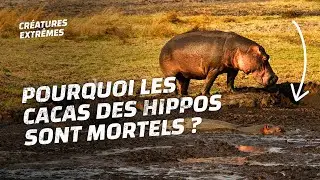Pourquoi les cacas des hippos sont mortels ?